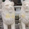供應(yīng)黃金麻 港獅