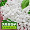 天然白石子鵝卵石頭漢白玉石彩石園藝盆栽石頭多肉鋪面庭院造景