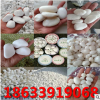 源頭廠家供應(yīng) 白色鵝卵石 園藝景觀鋪路用白石子 石米 白色礫石